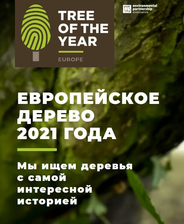 Конкурс «Европейское дерево года 2021»